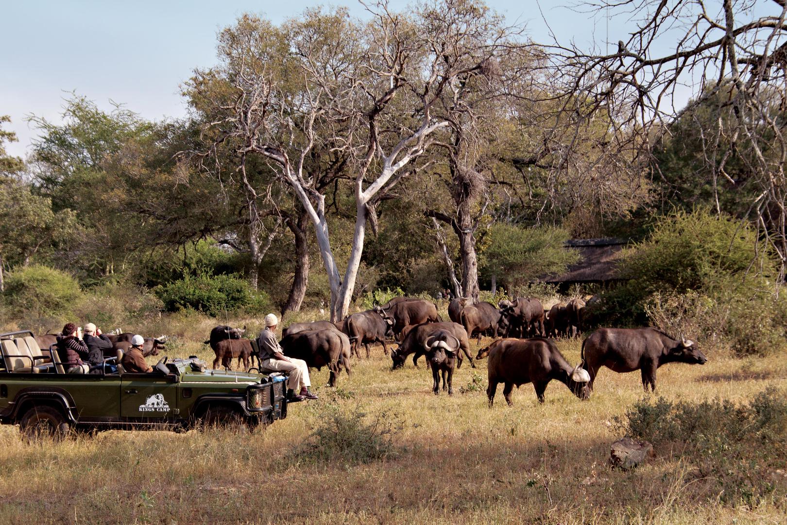 kings camp timbavati kruger national park (16)