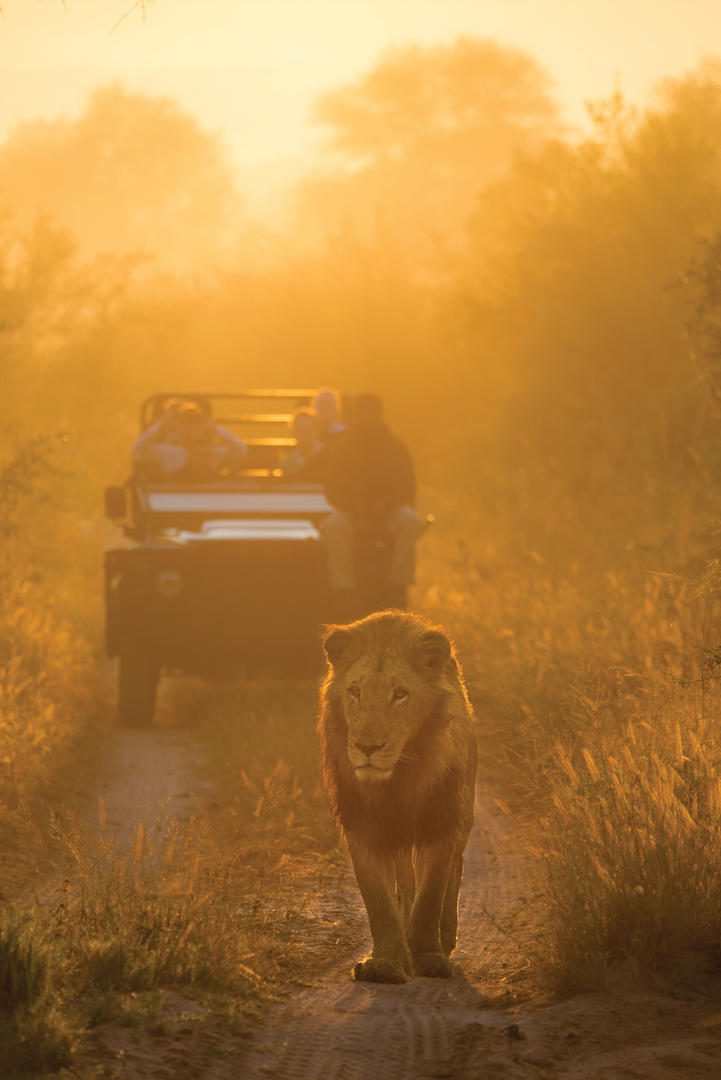 lion sands river lodge sabi sands lodges reservations (62)