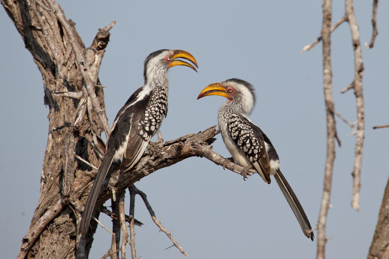 londolozi varty camp sabi sands rimbavati bookings (107)