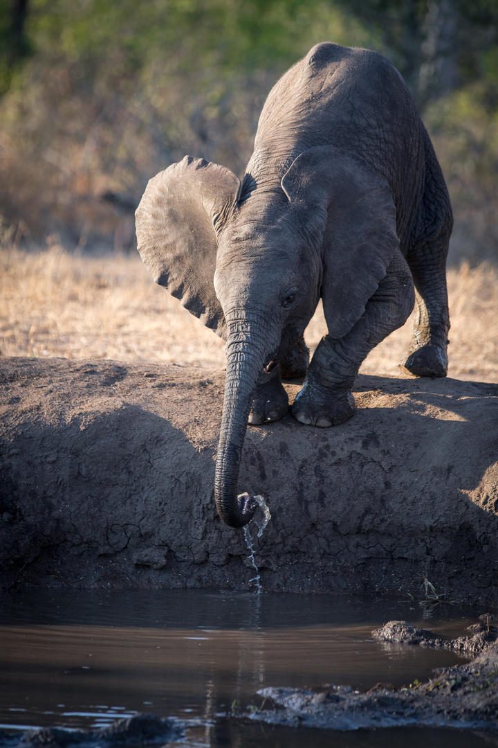 londolozi varty camp sabi sands rimbavati bookings (112)