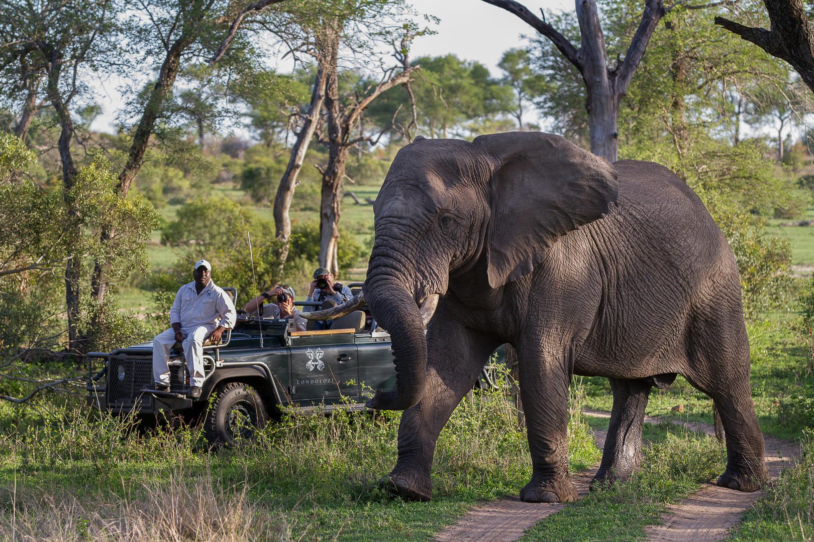 londolozi varty camp sabi sands rimbavati bookings (119)