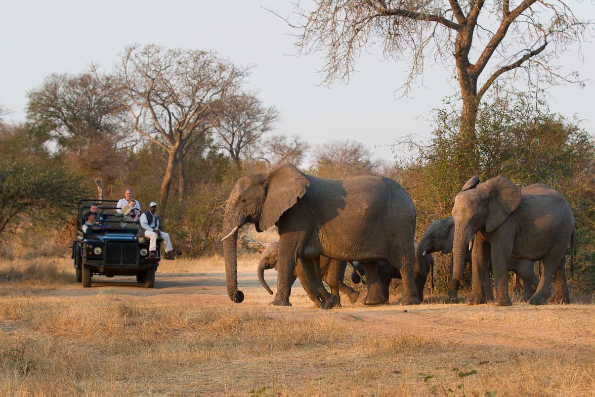 londolozi varty camp sabi sands rimbavati bookings (120)