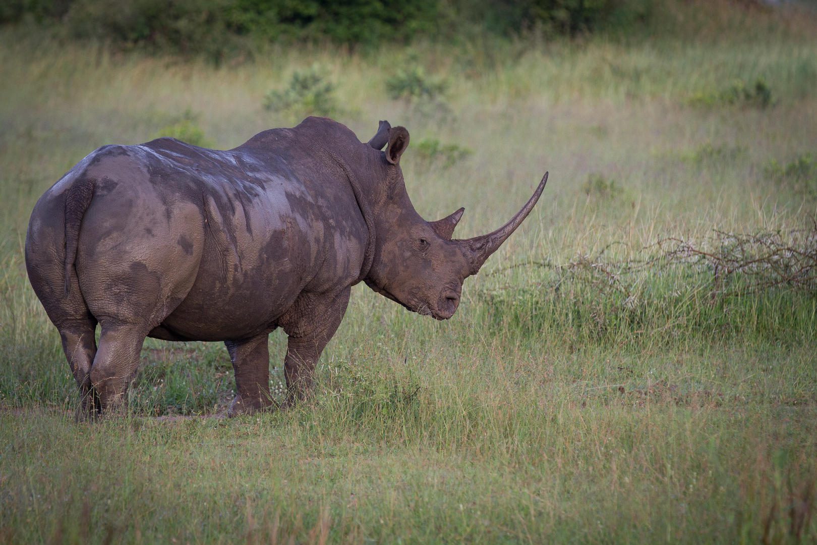 londolozi varty camp sabi sands rimbavati bookings (121)