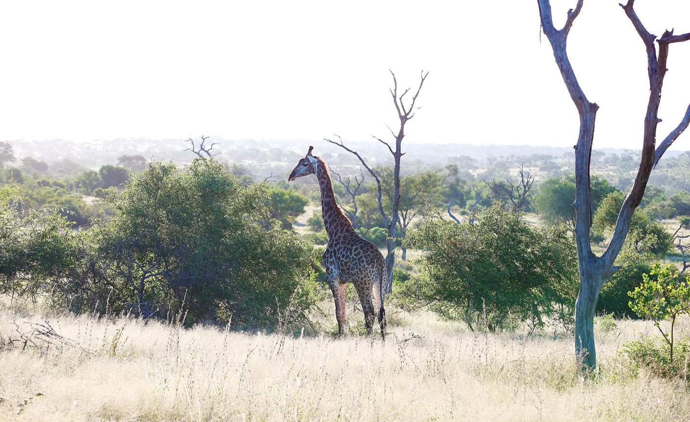 londolozi varty camp sabi sands rimbavati bookings (122)