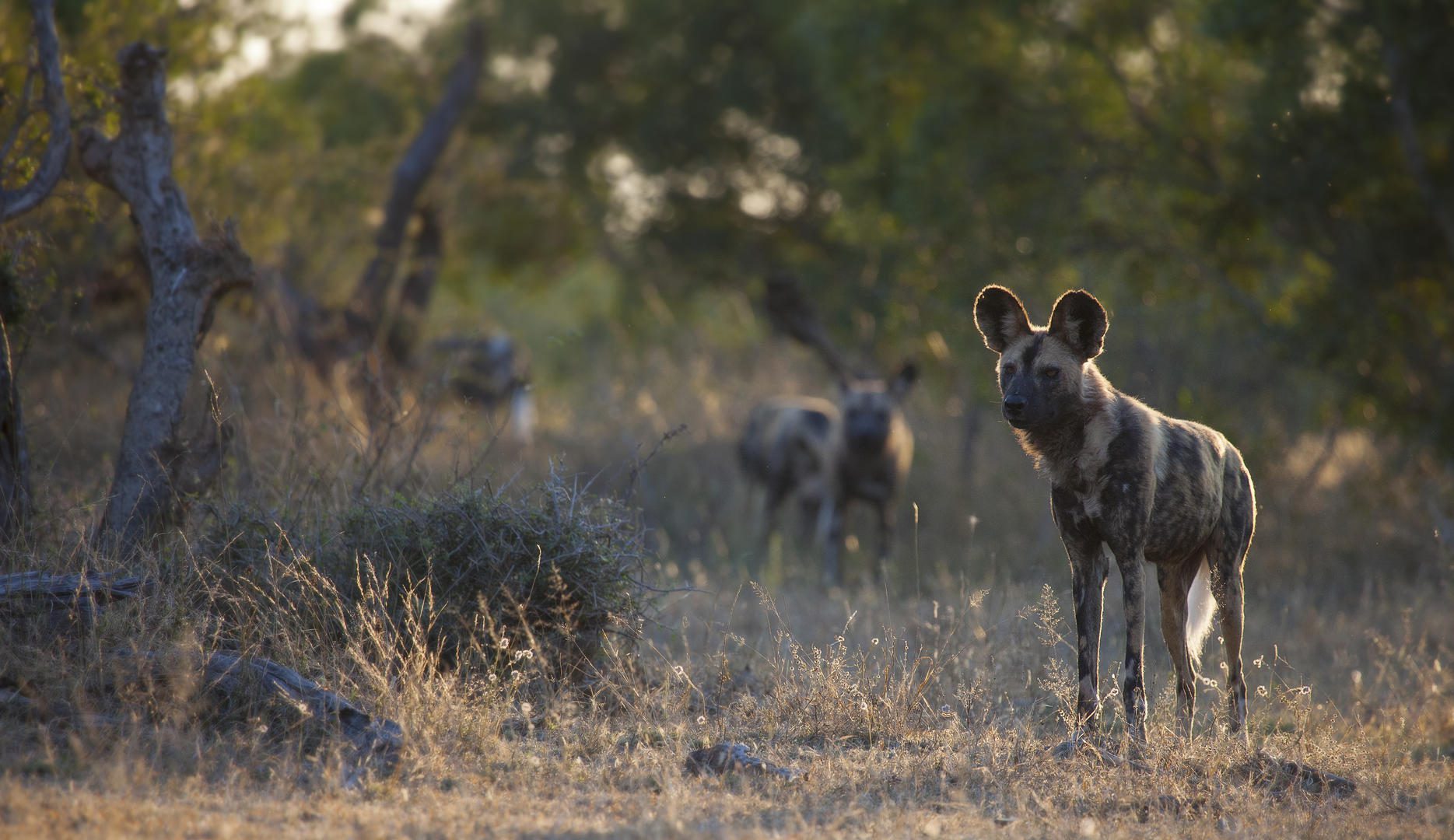 londolozi varty camp sabi sands rimbavati bookings (128)