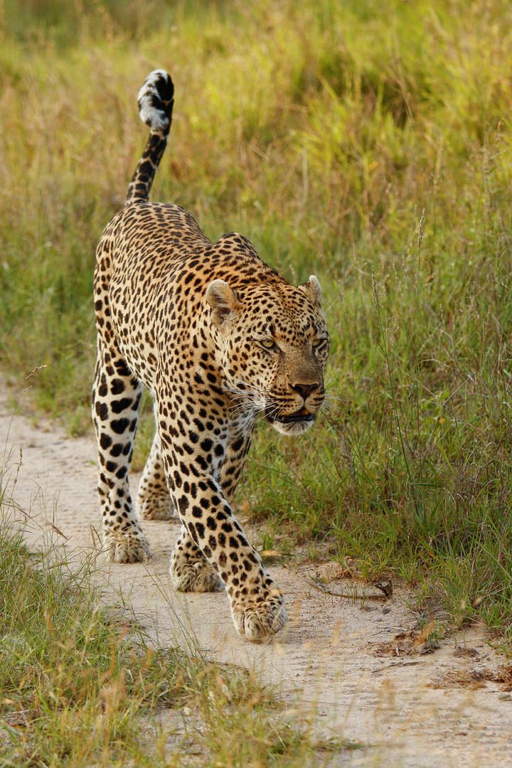 londolozi varty camp sabi sands rimbavati bookings (131)