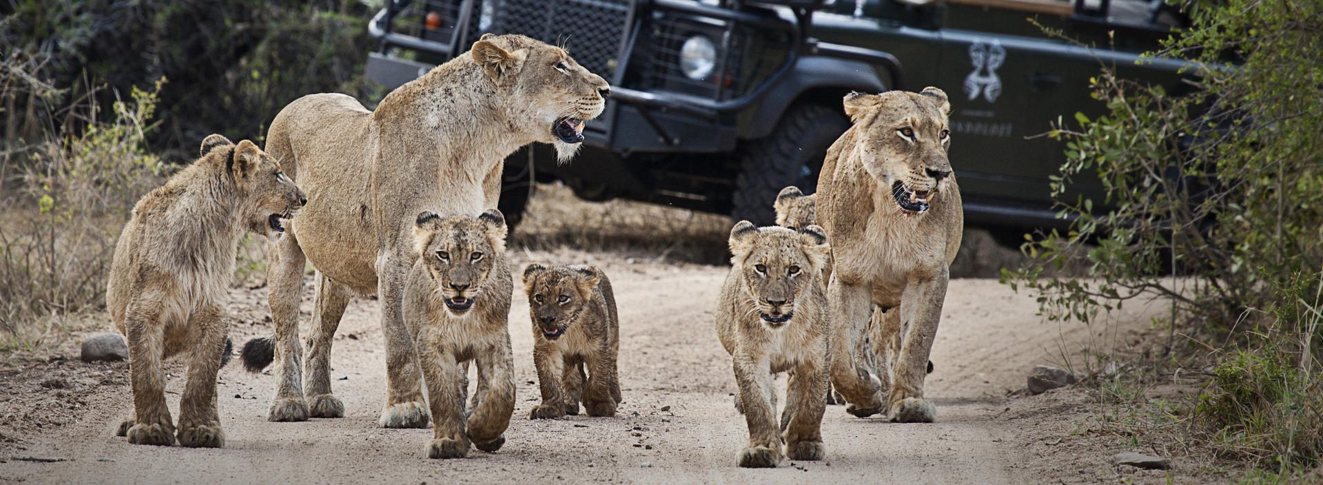 londolozi varty camp sabi sands rimbavati bookings (144)