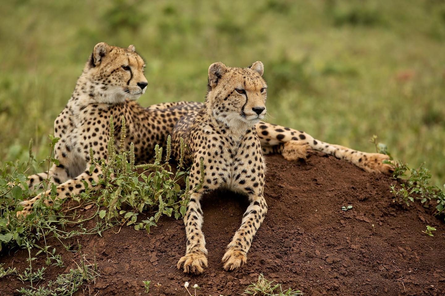 makhasa safari lodge phinda (8)