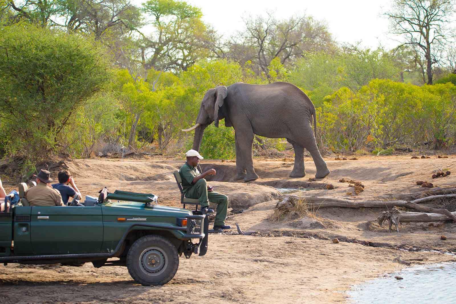 nthambo tree camp kruger national park (26)