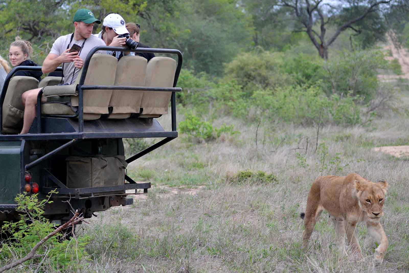 nthambo tree camp kruger national park (37)