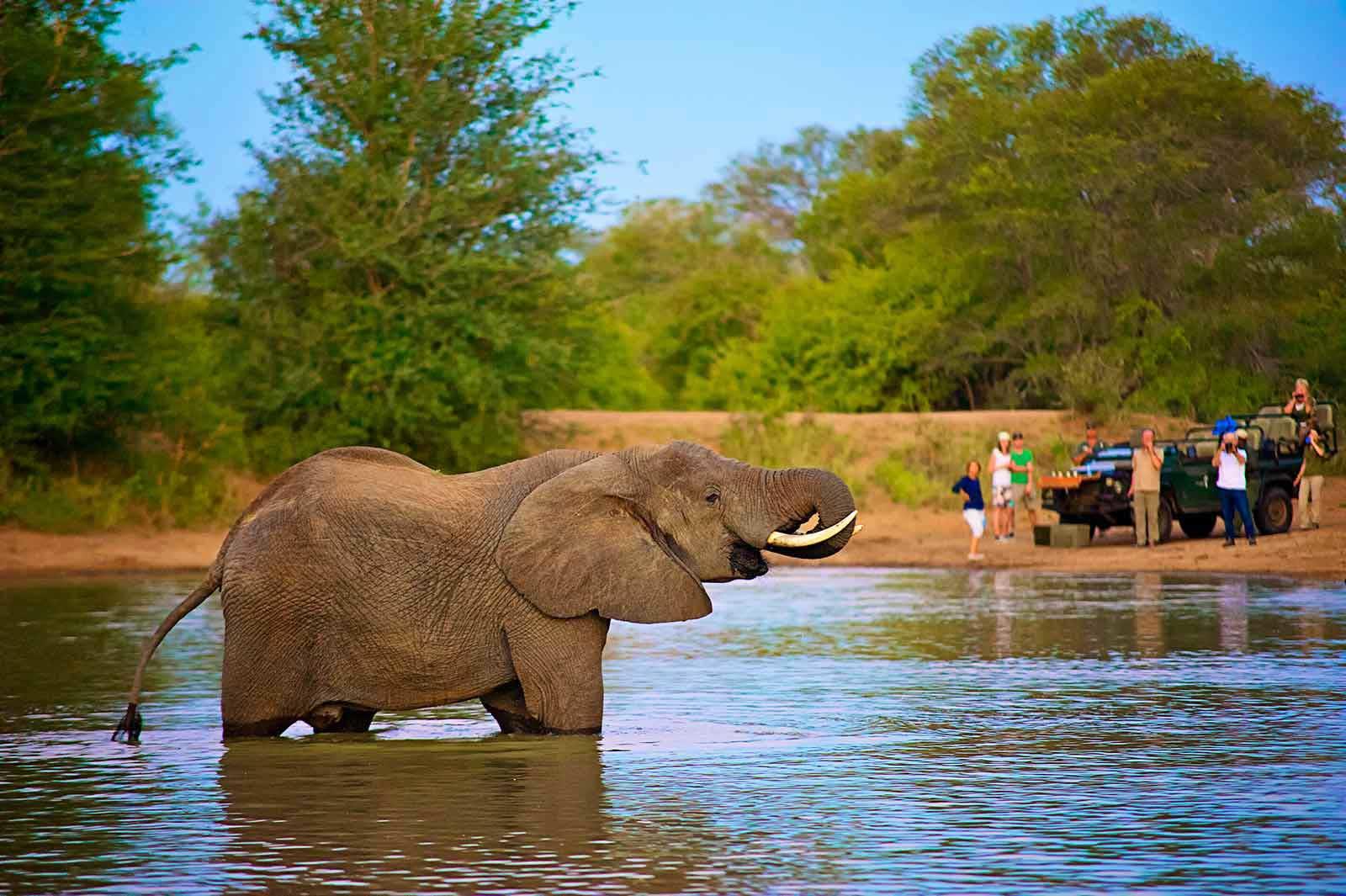 nthambo tree camp kruger national park (51)