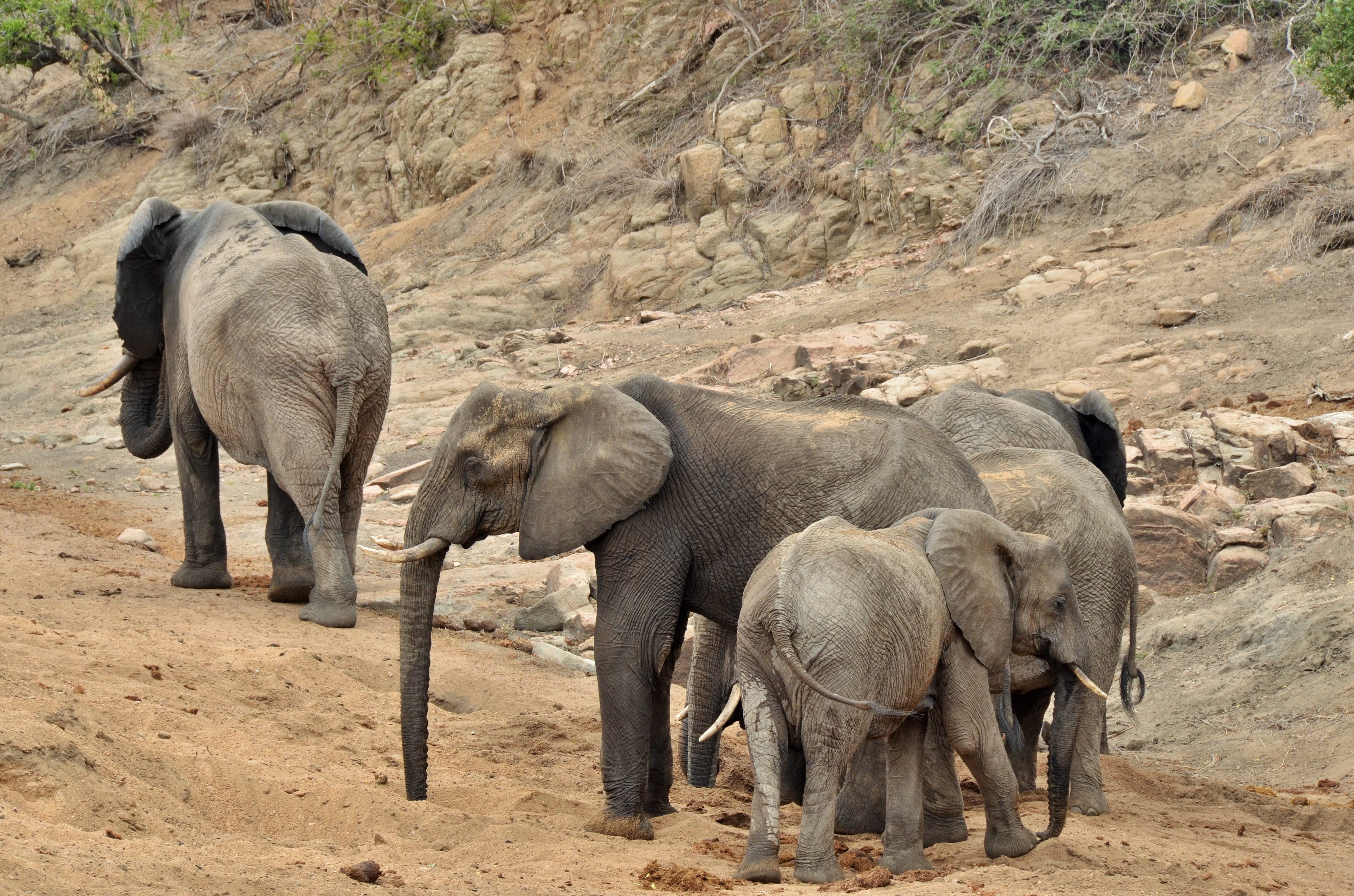 Hamiltons Tented Camp   Images   Kruger Naional Park (32)