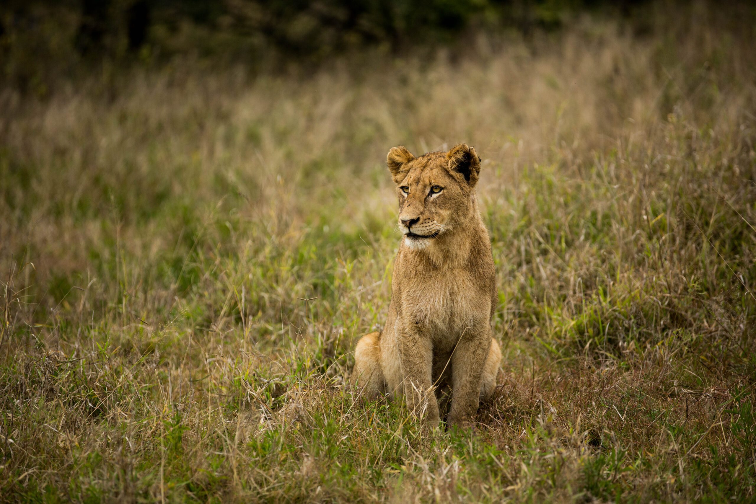 Hamiltons Tented Camp   Images   Kruger Naional Park (8)