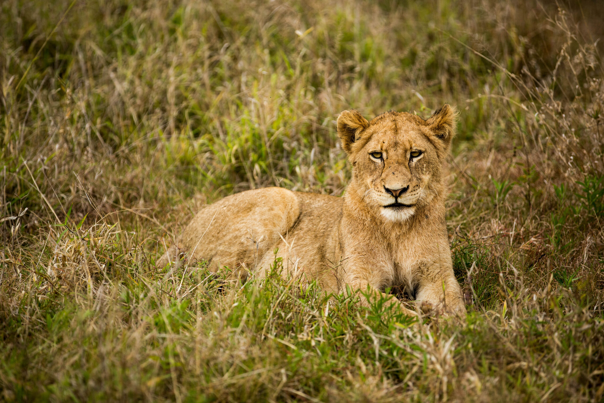 Hamiltons Tented Camp   Images   Kruger Naional Park (9)