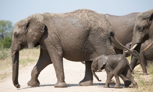 Buffelshoek Game Drive