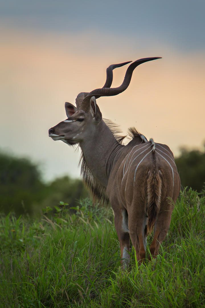 Motswari Private Game Reserve african safari direct (1)