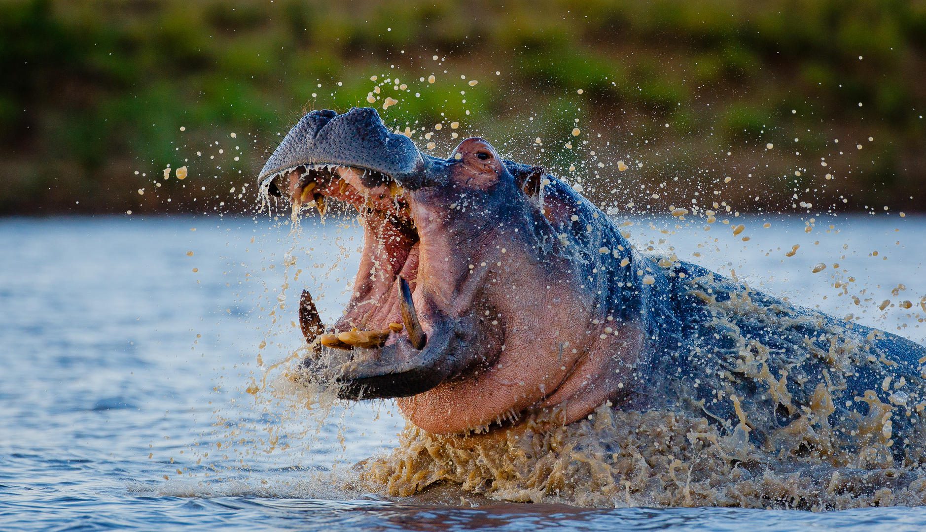 Motswari Private Game Reserve african safari direct (41)