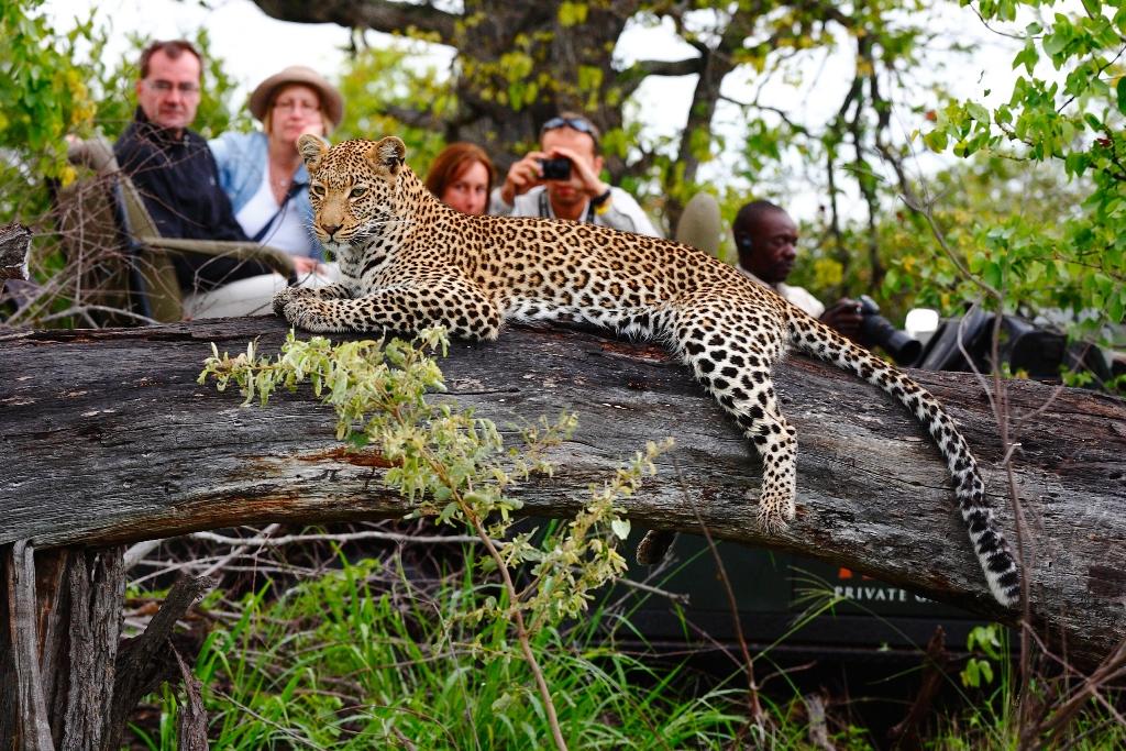 Motswari Private Game Reserve african safari direct (86)