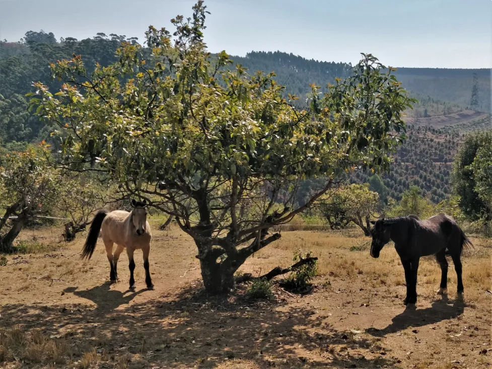 Timamoon lodge horses