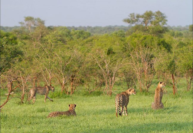 buffelshoek leopards