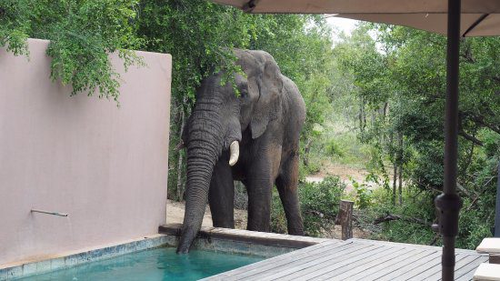 dip in the pool honeyguide khoka moya