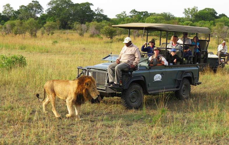 honeyguide khoka moya camp game drive lion