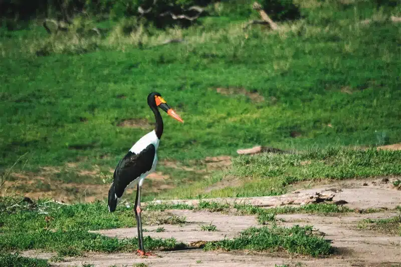 honeyguide khoka moya wildlif