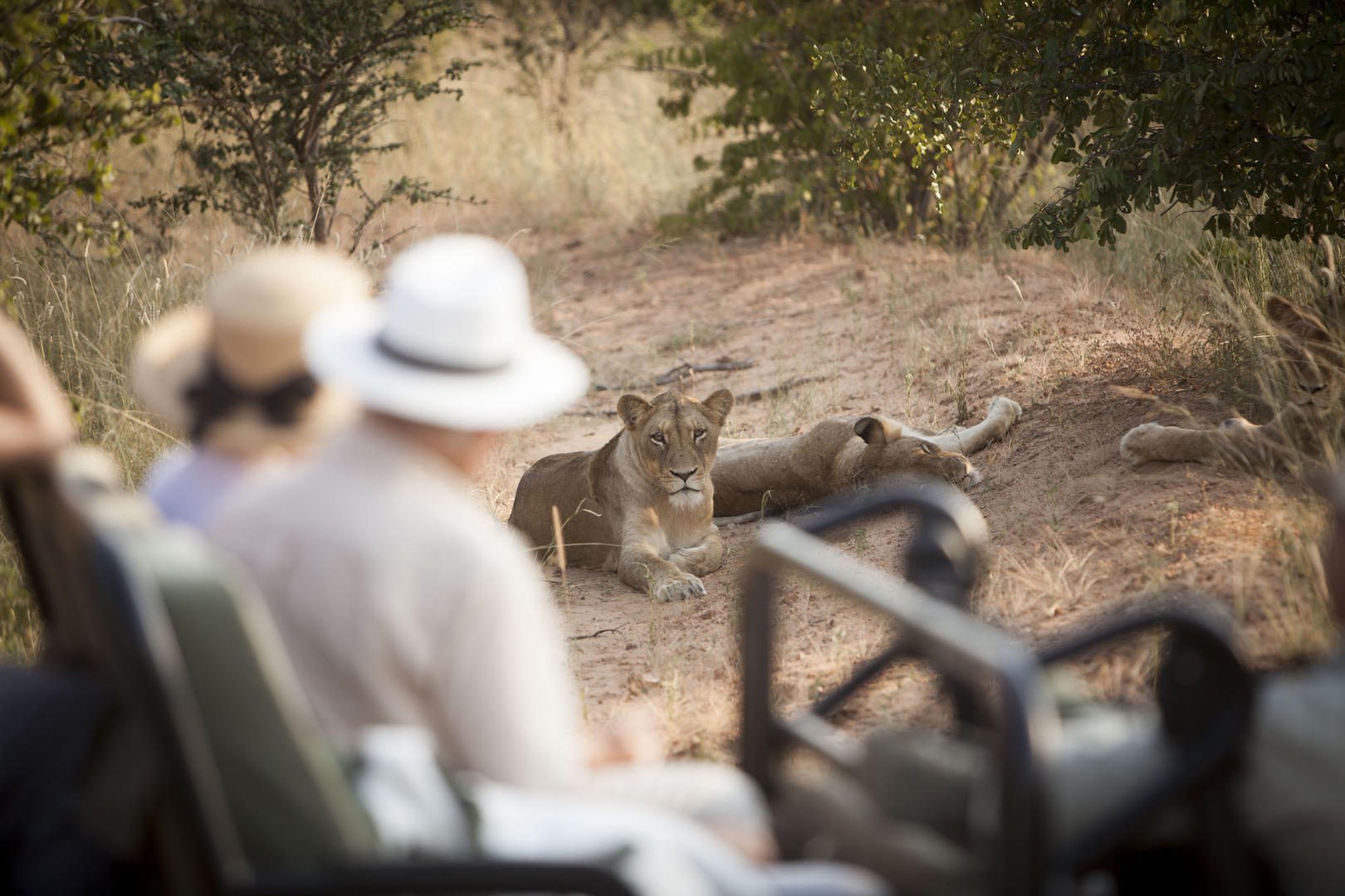 kapama river lodge african safari direct (2)