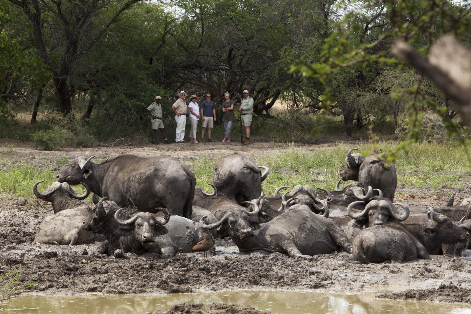 kapama river lodge african safari direct (9) Copy