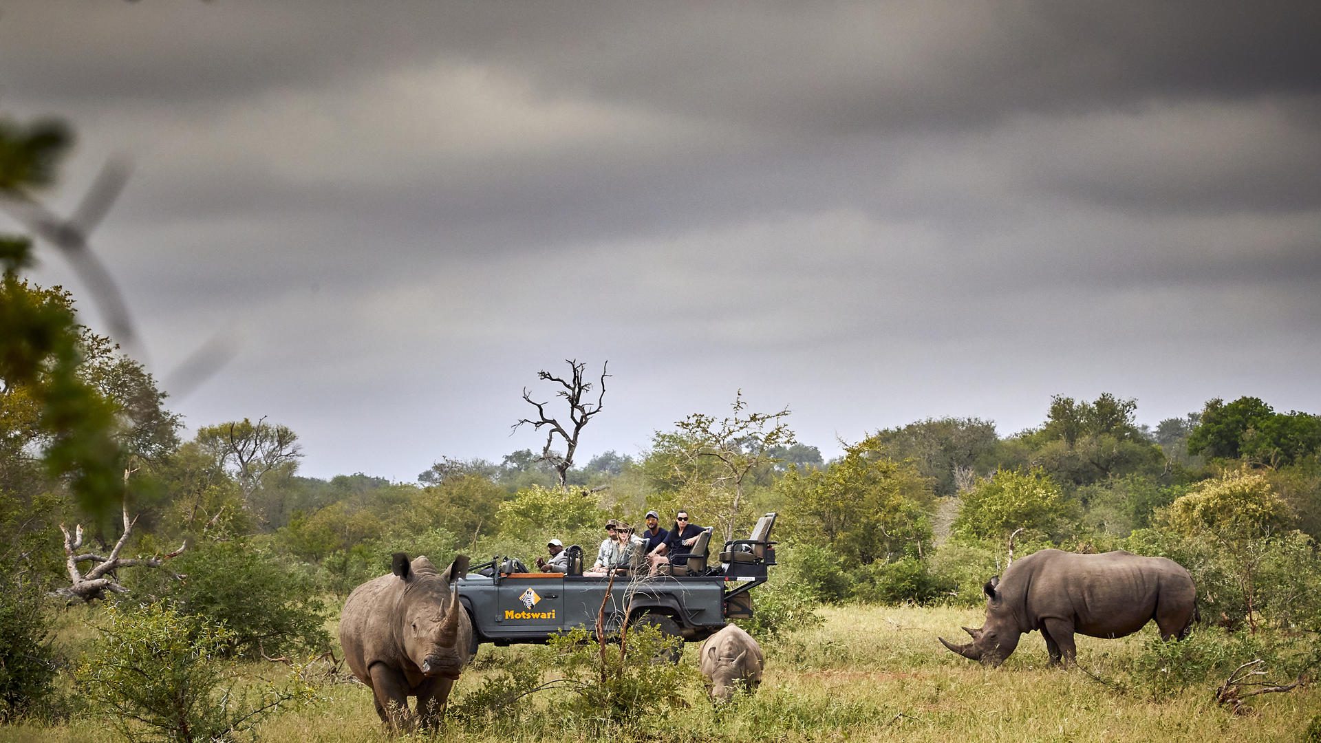 motswari private game reserve game drives