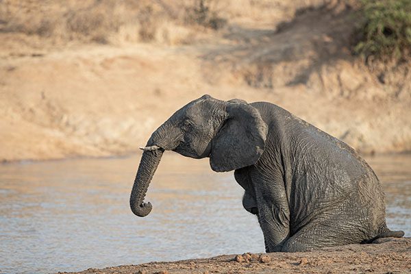 ndzhaka buffelshoek safari