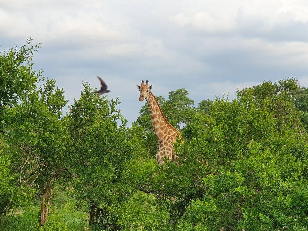 ndzhaka safari lodge girrafe nd bird