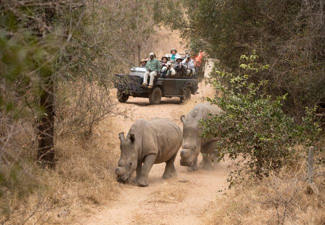 shiduli private lodge rhinos