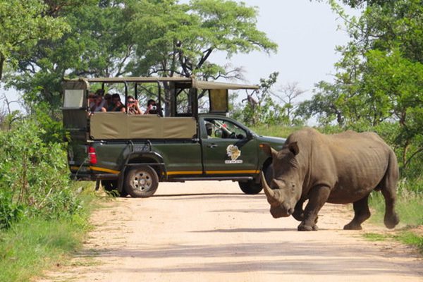 timamoon lodge rhino