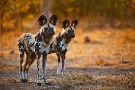 timamoon lodge wilddogs