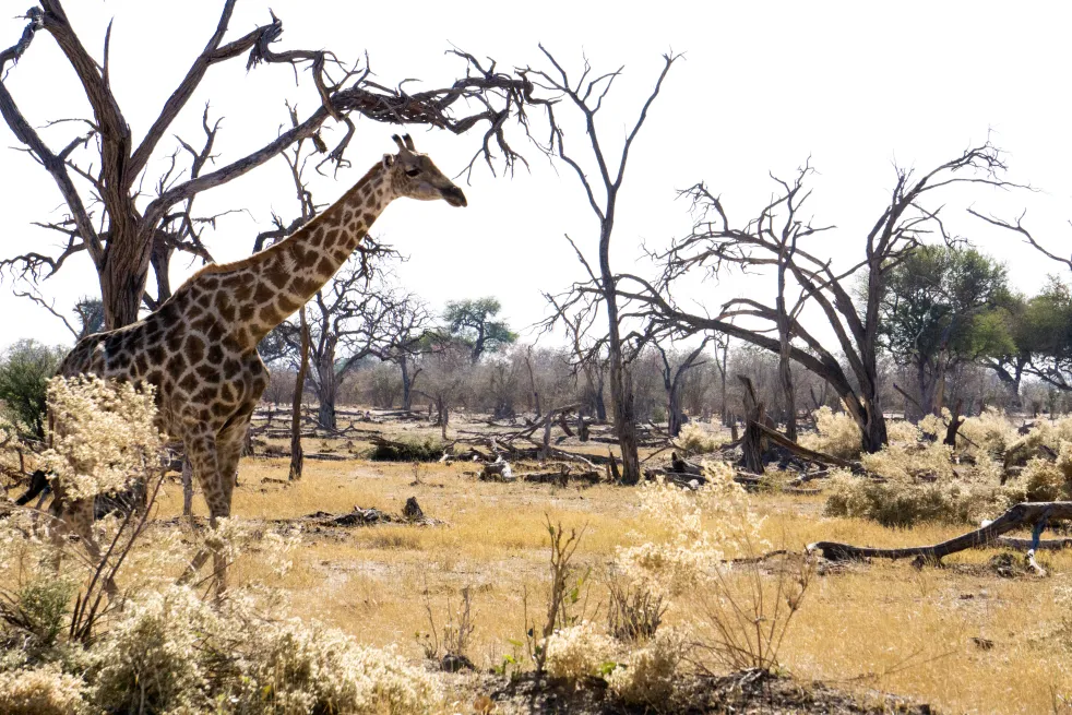 Giraffe khwai river lodge