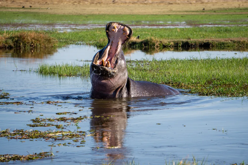 Open Mouth Hippo khwai river lodge