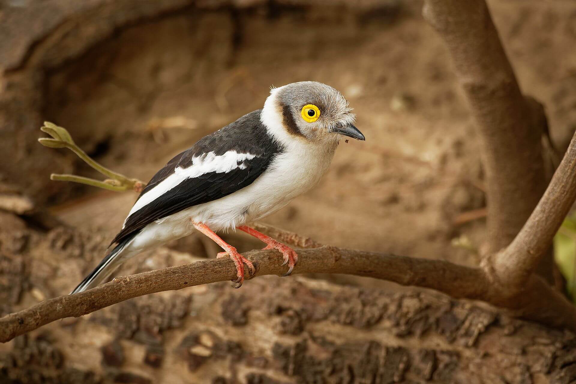 White crested helmet skrike Kruger Simbavati hilltop