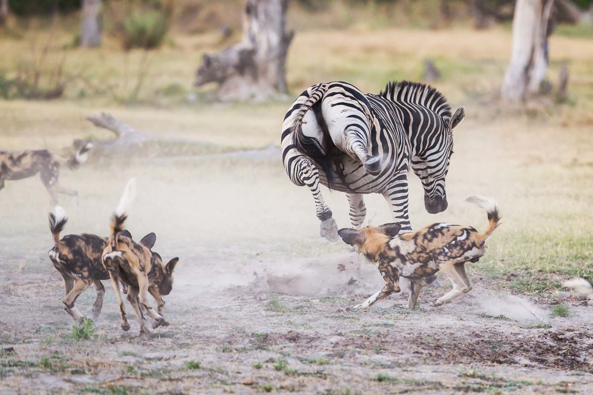 Wild dog nd zebra being chased at khwai