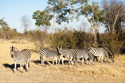 Zeal of Zebras in khwai river lodge