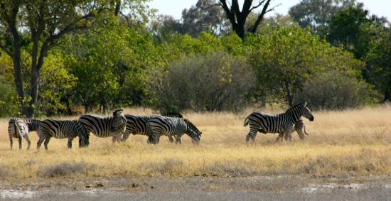 belmond khwai river lodge zebras