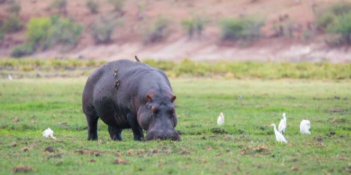 botswana mobile safaris wildlife khwai river