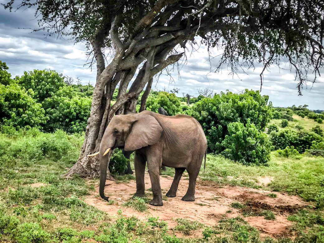 chobe chilwero elephant