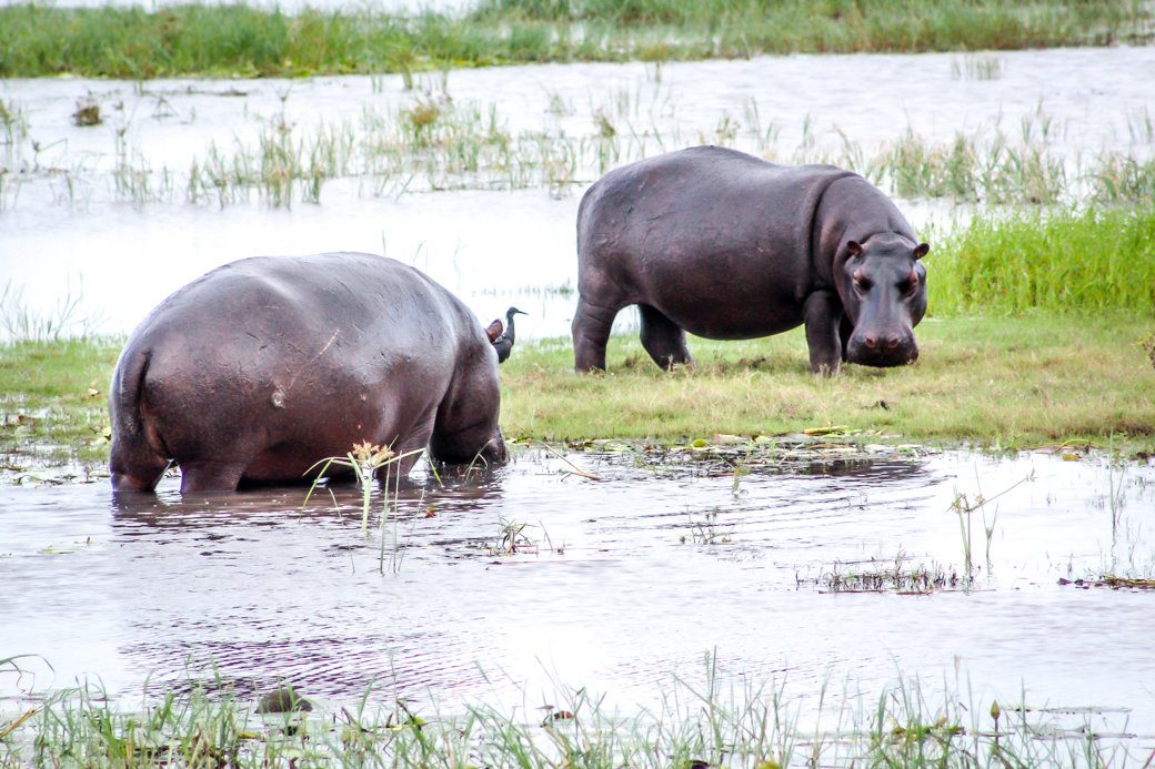 chobe chilwero hippos