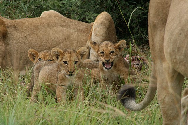 chobe chilwero lions