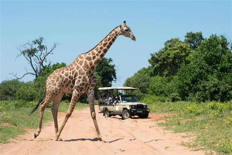 chobe game drives