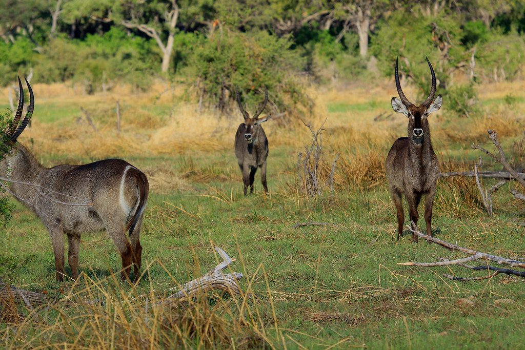 khwai animals