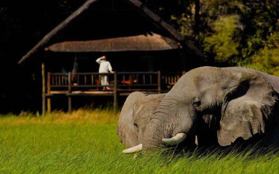 khwai river lodge elephant