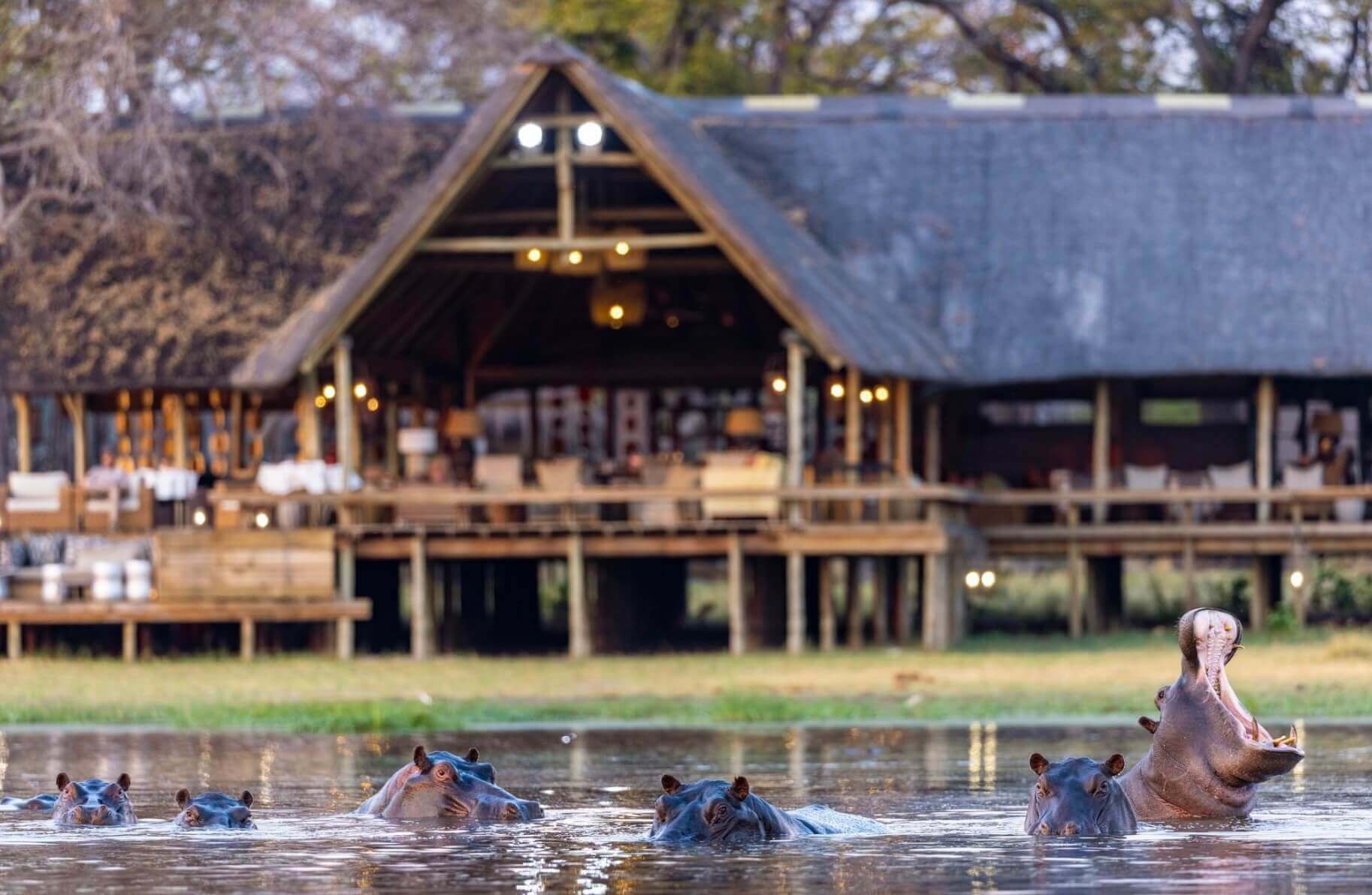 khwai river lodge hippos in the river