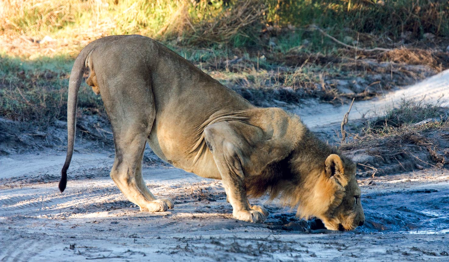 khwai river lodge lion